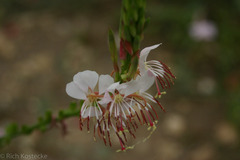 Gaura