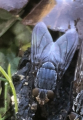 Calliphora uralensis