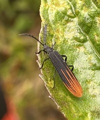 Lycidae