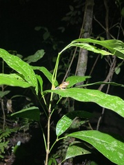 Dendropsophus minutus