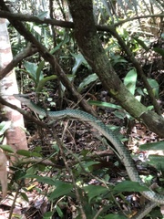 Leptophis ahaetulla marginatus