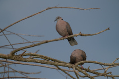 Streptopelia decipiens