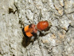 Enoclerus ichneumoneus