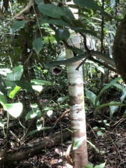 Leptophis ahaetulla marginatus