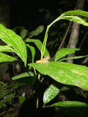 Dendropsophus minutus