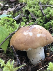 Russula fragrantissima