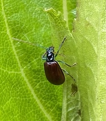 Paratriarius