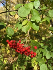 Viburnum dilatatum