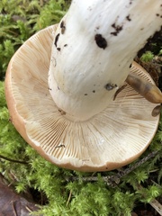 Russula fragrantissima