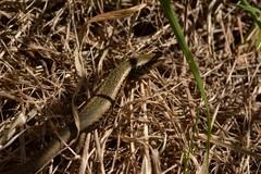Oligosoma kokowai