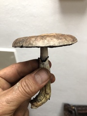 Psilocybe cubensis