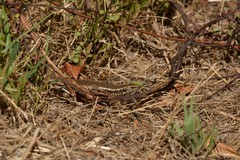 Oligosoma kokowai