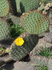 Opuntia huajuapensis