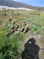 Opuntia huajuapensis