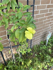 Callaeum macropterum