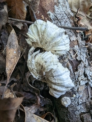 Trametes conchifer
