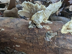 Trametes conchifer