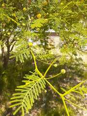 Vachellia aroma