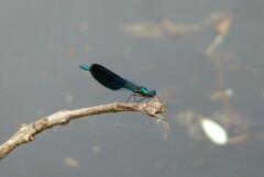 Calopteryx splendens caprai