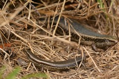 Common New Zealand Skink photo 5