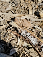 Phrynosoma platyrhinos