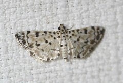 Pycnarmon aripanalis