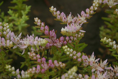 Sedum pulchellum