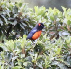 Anisognathus igniventris