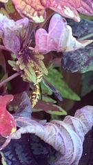 Polistes exclamans