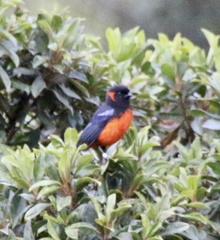 Anisognathus igniventris