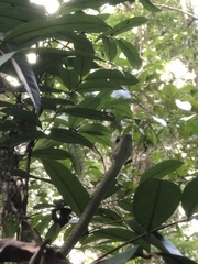 Leptophis ahaetulla marginatus