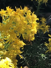 Ericameria laricifolia