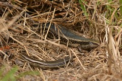 Oligosoma kokowai