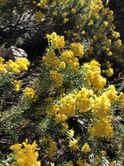 Ericameria laricifolia