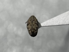 Algarobius bottimeri