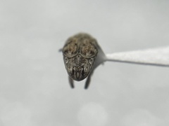 Algarobius bottimeri