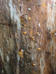 Dacrymyces