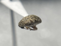 Algarobius bottimeri