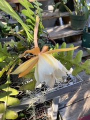 Disocactus anguliger