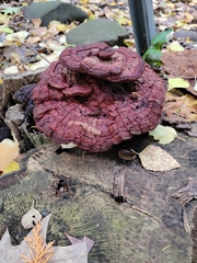 Ganoderma sessile