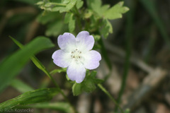 Nemophila phacelioides