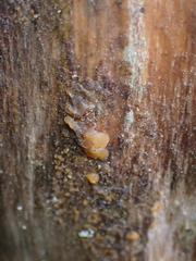Dacrymyces