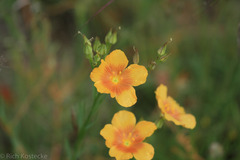 Linum rigidum
