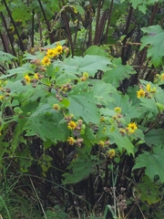 Smallanthus maculatus