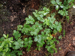 Rubus pedatus