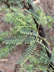 Prosopis pallida