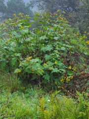 Smallanthus maculatus