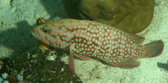 Cephalopholis cyanostigma