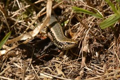 Oligosoma kokowai