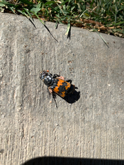 Nicrophorus marginatus